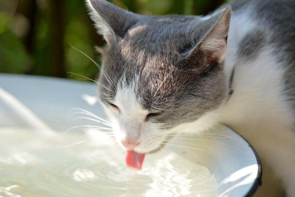 Quenching Their Thirst: Why Filtered Water is Purrfect for Your Pet